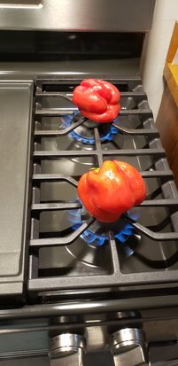 Red peppers, at the start of the roasting process.